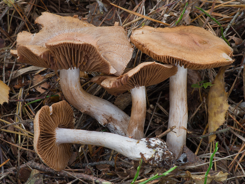 Cortinarius disjungendus